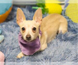 Chihuahua Dogs for adoption in Placerville, CA, USA
