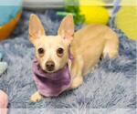 Small Chihuahua