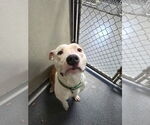 Small American Pit Bull Terrier