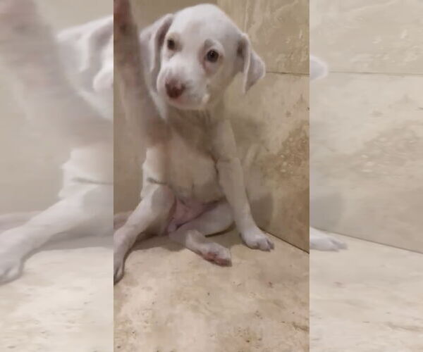 Medium Photo #2 Labrador Retriever-Maremma Sheepdog Mix Puppy For Sale in Virginia Beach, VA, USA