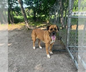 Mastiff Dogs for adoption in Waco, TX, USA