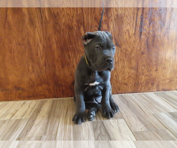 Medium Photo #3 Cane Corso Puppy For Sale in APPLE VALLEY, CA, USA