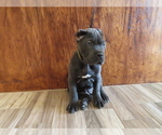 Small Photo #3 Cane Corso Puppy For Sale in APPLE VALLEY, CA, USA
