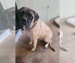 Small Photo #5 Mastiff Puppy For Sale in Germantown, OH, USA