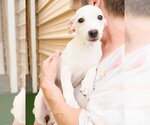 Small #1 Chihuahua Mix