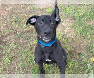 Labrador Retriever Dogs for adoption in Waco, TX, USA