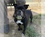 Small Photo #2 Bulldog-Unknown Mix Puppy For Sale in Modesto, CA, USA