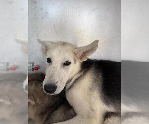 Siberian Husky-Unknown Mix Dogs for adoption in Houston, TX, USA
