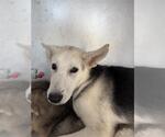 Small Siberian Husky Mix