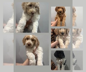 Goldendoodle Puppy for sale in SNEADS FERRY, NC, USA