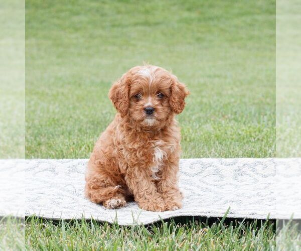 Medium Photo #2 Cavapoo Puppy For Sale in NARVON, PA, USA