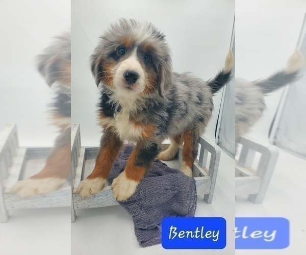 Medium Photo #1 Miniature Bernedoodle Puppy For Sale in GOSHEN, IN, USA
