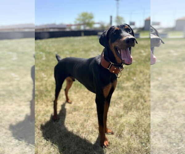 Medium Photo #6 Doberman Pinscher Puppy For Sale in Omaha, NE, USA