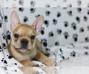 French Bulldog Puppy for sale in LOS ANGELES, CA, USA