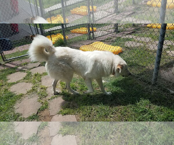 Medium Photo #6 Great Pyrenees-Unknown Mix Puppy For Sale in Houston, TX, USA