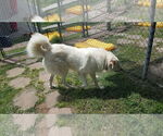 Small #5 Great Pyrenees Mix