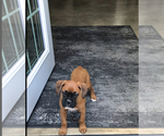 Image preview for Ad Listing. Nickname: Akc Kia