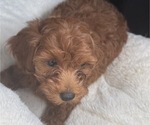 Small #4 Maltipoo