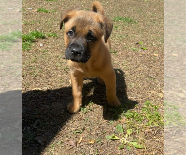 Medium Photo #1 Mutt Puppy For Sale in Holly Springs, NC, USA