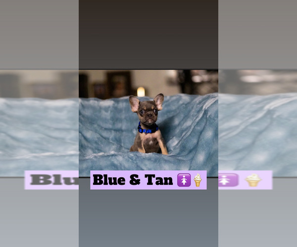 Medium Photo #1 French Bulldog Puppy For Sale in CONROE, TX, USA