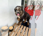 Small Photo #2 Aussiedoodle Puppy For Sale in MIAMI, FL, USA