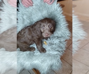 Labradoodle-Unknown Mix Puppy for sale in INDIANAPOLIS, IN, USA