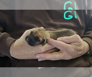 Rhodesian Ridgeback Puppy for Sale in ALBA, Texas USA