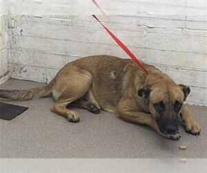Mutt Dogs for adoption in San Bernardino, CA, USA