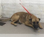 TULIP - Female Mutt Dog for Adoption - Small photo