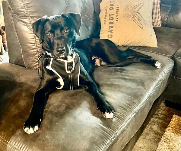 Medium Photo #1 Labrador Retriever-Unknown Mix Puppy For Sale in Cromwell, KY, USA