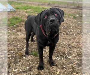 Mutt Dogs for adoption in Modesto, CA, USA