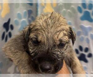 German Shepherd Dog Dogs for adoption in Rosenberg, TX, USA