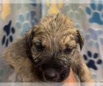 Small German Shepherd Dog