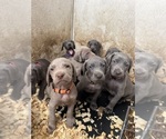 Small Weimaraner
