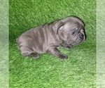Small Photo #14 French Bulldog Puppy For Sale in HOFFMAN ESTATES, IL, USA