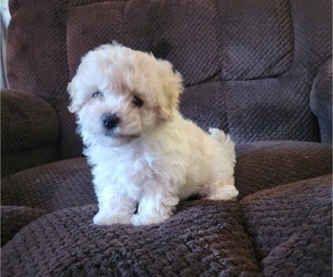 Maltipoo Puppy for sale in LELAND, NC, USA