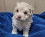 Image preview for Ad Listing. Nickname: Maltipoo puppy