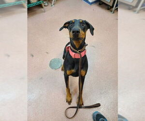 Doberman Pinscher Dogs for adoption in Ogden, UT, USA