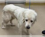 Small Great Pyrenees Mix