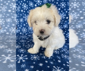 Maltese Puppy for sale in LANCASTER, PA, USA