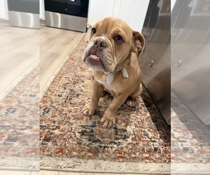 English Bulldog Puppy for sale in WEST POINT, VA, USA