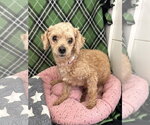 Small #1 Poodle (Miniature)