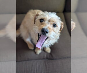 Dachshund-Unknown Mix Dogs for adoption in Agoura Hills, CA, USA