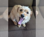 Small Dachshund Mix