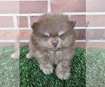 Small #14 Pomeranian