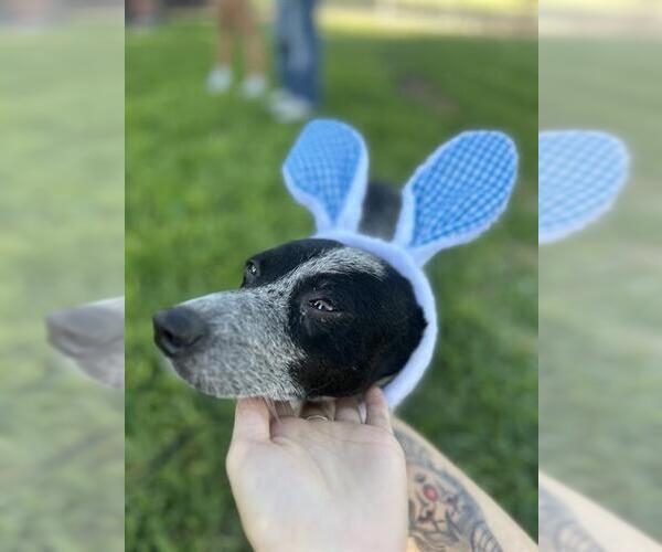 Medium Photo #3 Mutt Puppy For Sale in San Antonio, TX, USA