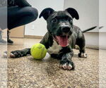 Small #1 American Pit Bull Terrier-Labrador Retriever Mix