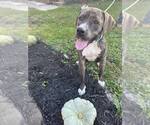 Small #21 American Pit Bull Terrier-Mountain Cur Mix