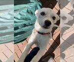 Small #6 American Eskimo Dog Mix