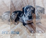 Small Photo #3 Great Dane Puppy For Sale in SALTVILLE, VA, USA